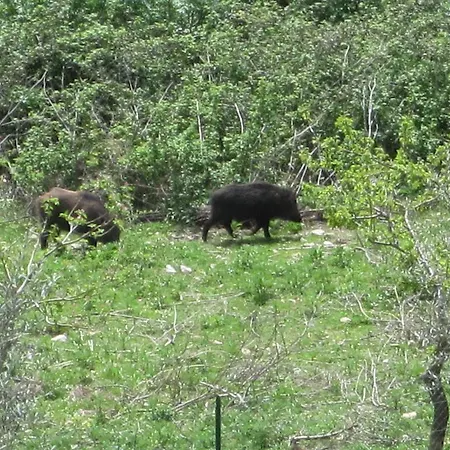 Séjour à la ferme Gabbiano Capodacqua (Assisi)