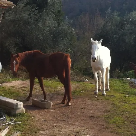 Gabbiano *